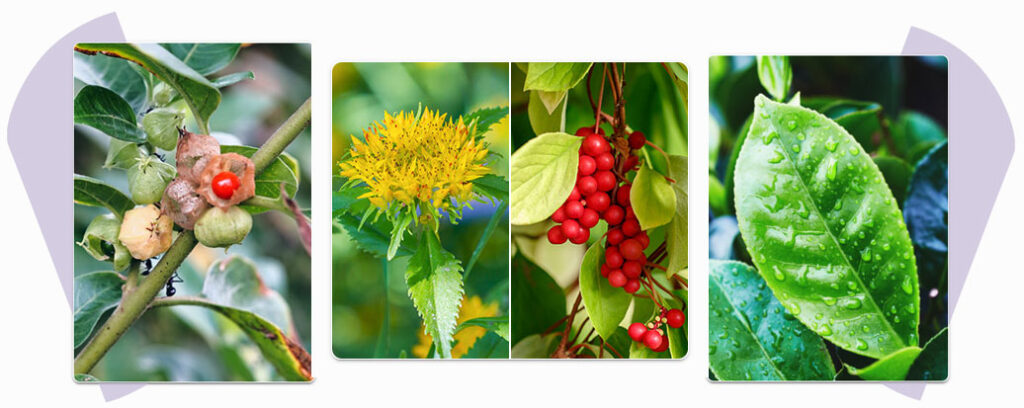 WellMe MenoRescue Reviews ingredients