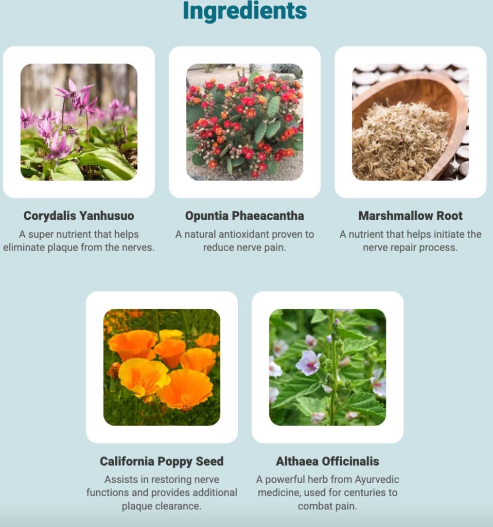 What are the Ingredients in NerveCalm?