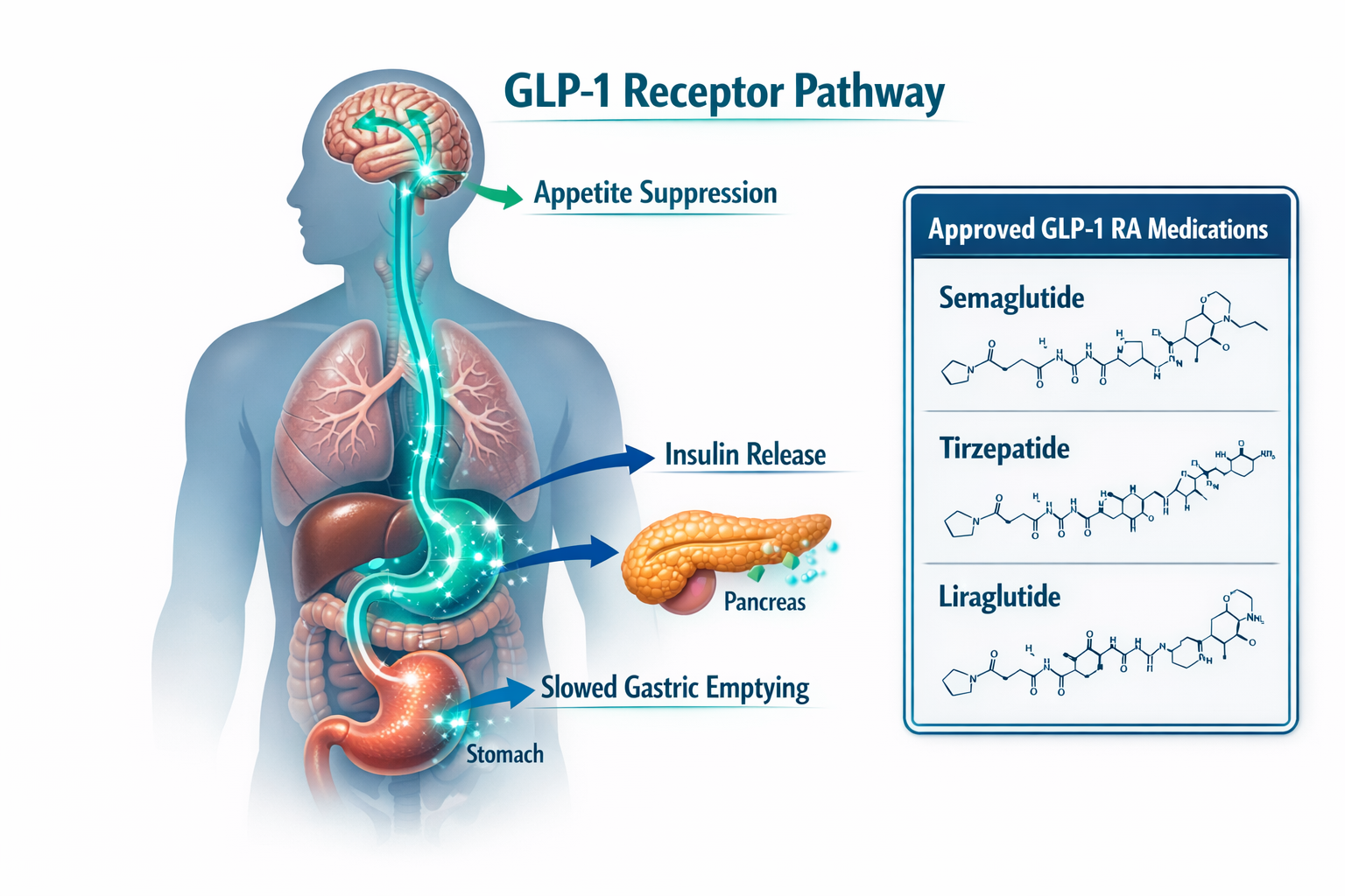 Unlocking the Benefits of GLP1 Ra Medications: 2026 Guide 3 Detailed () medical infographic illustration showing a human silhouette with GLP-1 receptor pathway highlighted in glowing