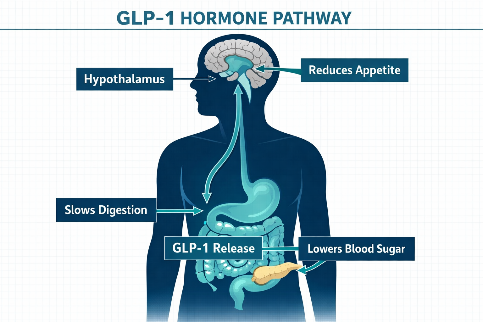 GLP-1 for Weight Loss: Does It Really Work? - The 3 Best GLP-1 Meds of 2026 3 Detailed () infographic-style illustration showing a human silhouette with the GLP-1 hormone pathway highlighted — arrows