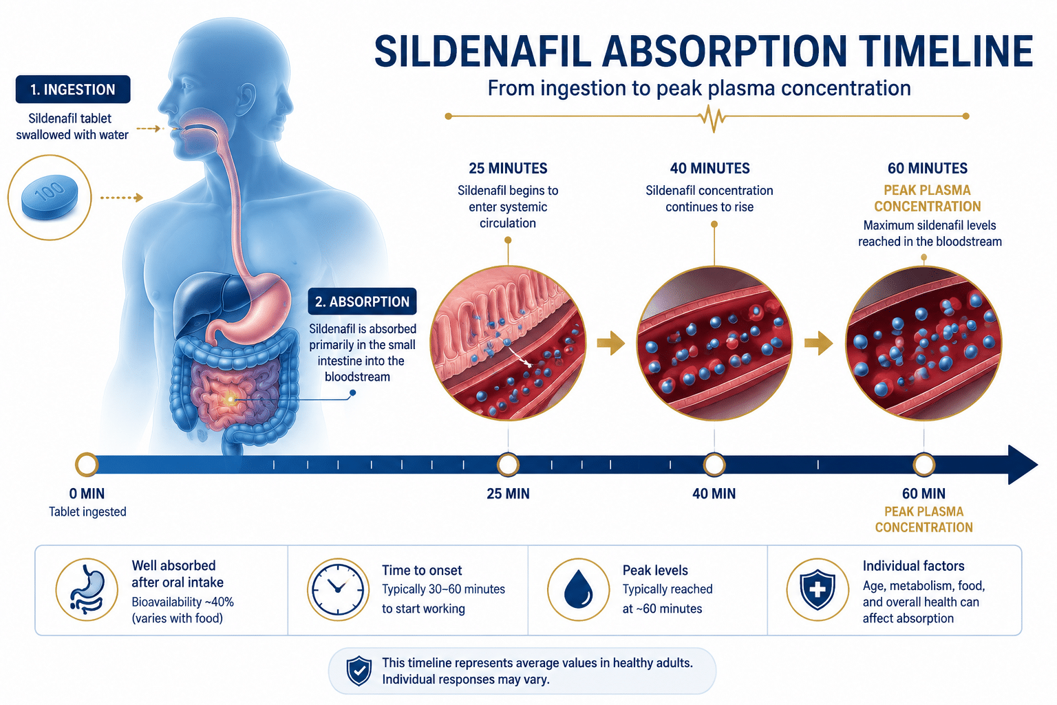 Detailed () medical infographic illustration showing a timeline diagram of sildenafil absorption in the human body: a