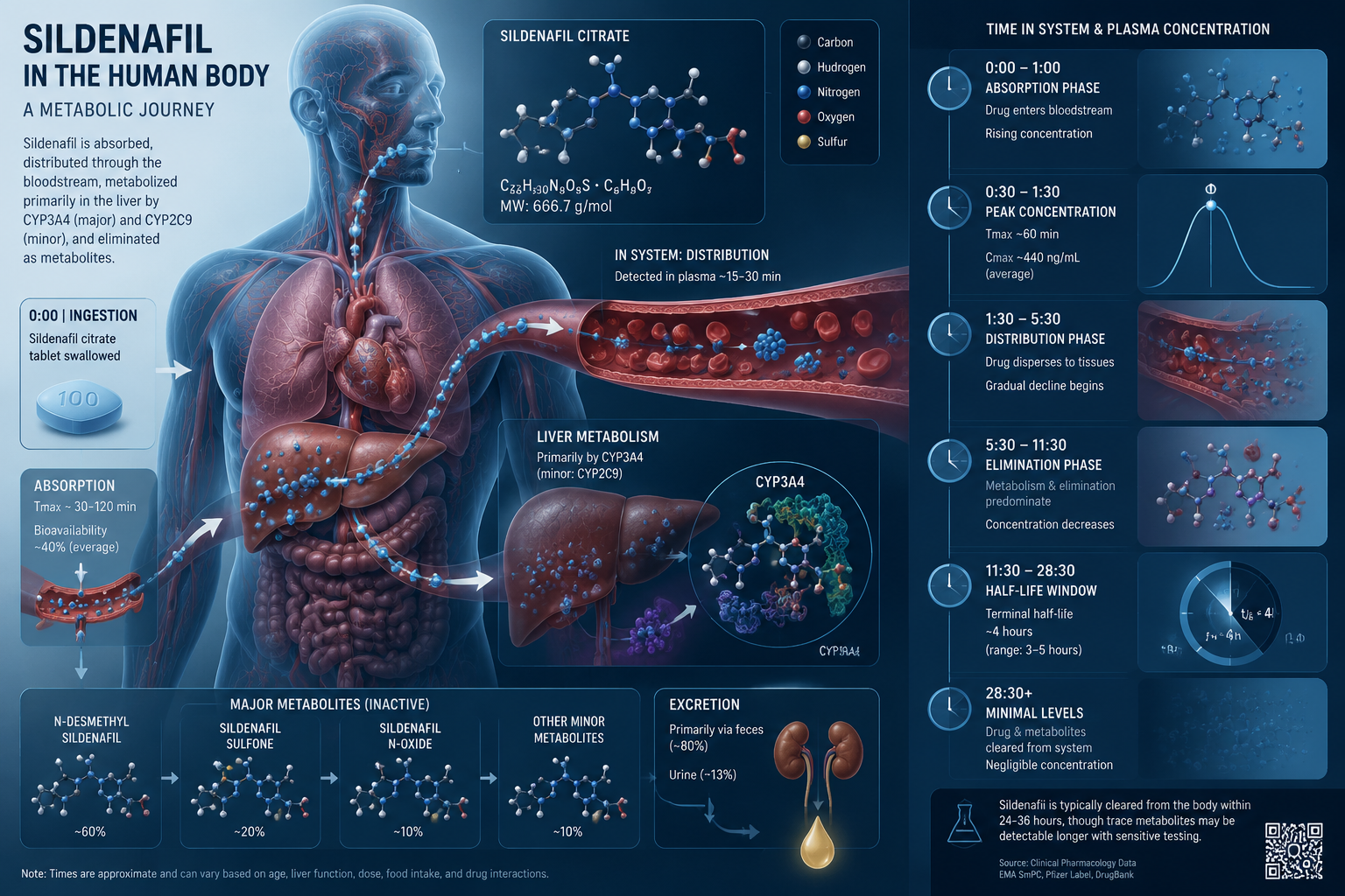 How Long Does Sildenafil Stay in Your System? Complete 2026 Guide 3 Technical cross-section visualization for 'How Long Does Sildenafil Stay in Your System, Exactly?' showing pharmaceutical