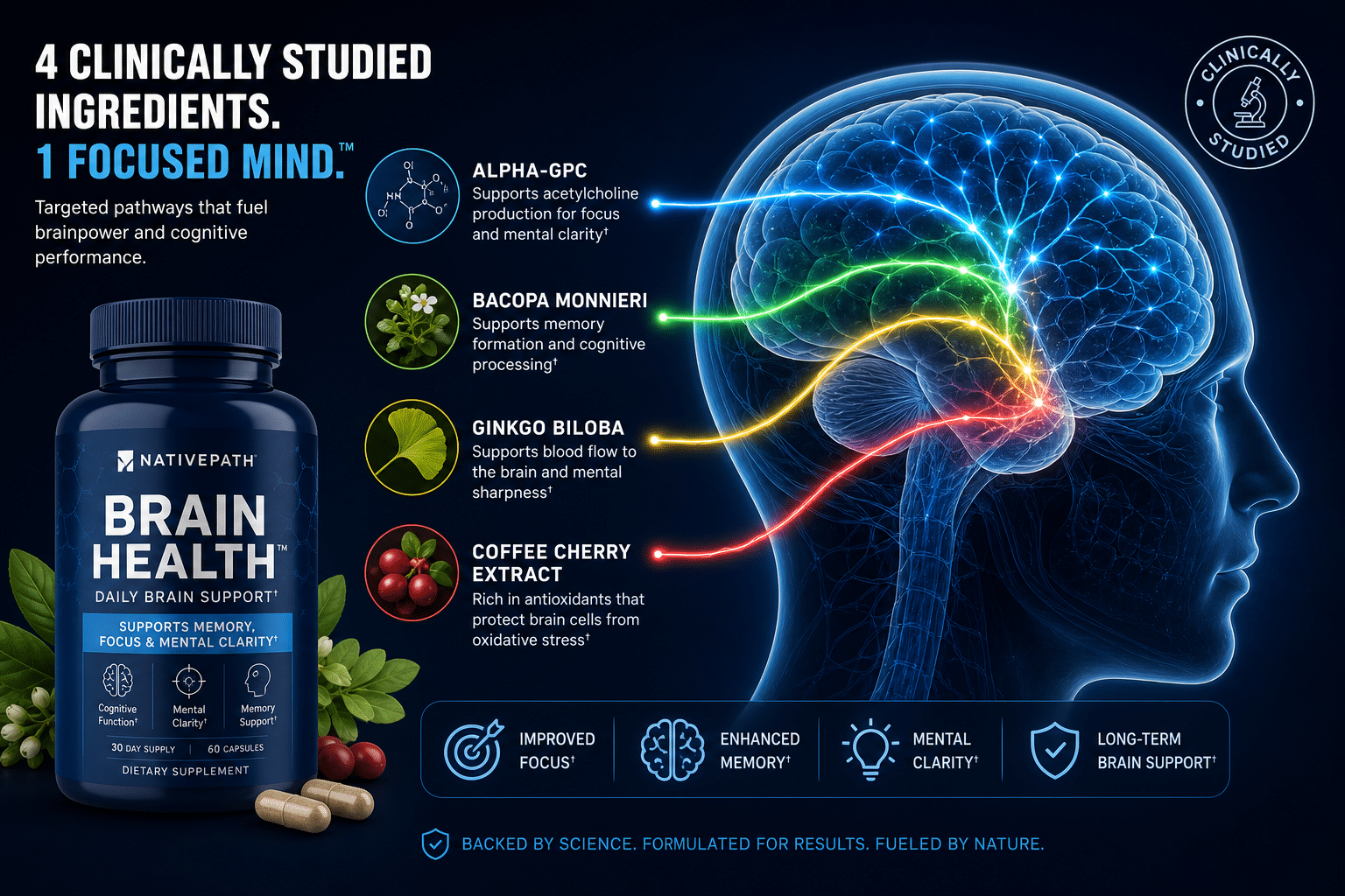 Detailed () editorial image showing a scientific cross-section illustration of the human brain with four glowing ingredient