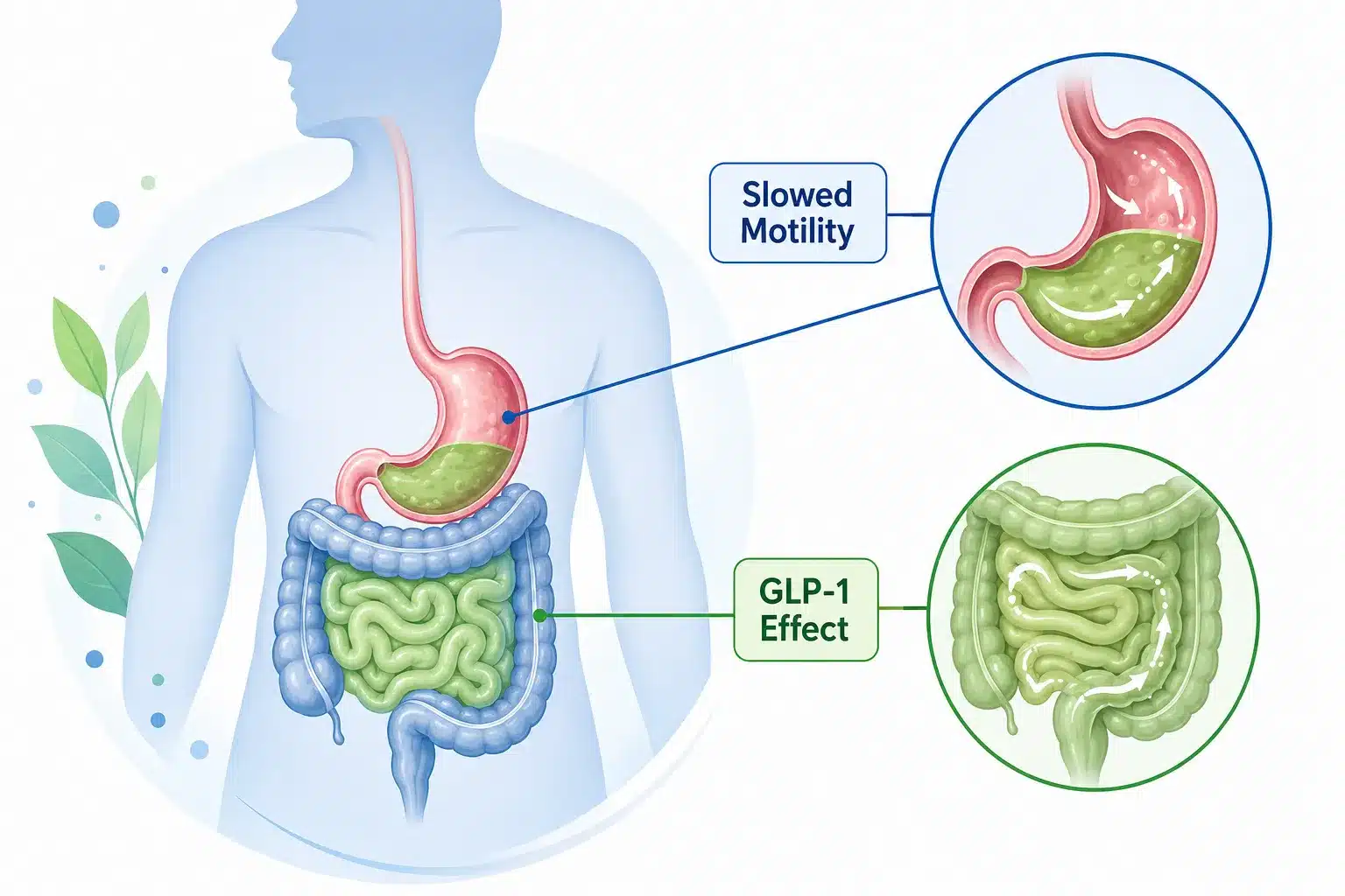 GLP-1 Constipation Remedies: Foods, Fiber & Relief Tips (2026) 2 Key Takeaways