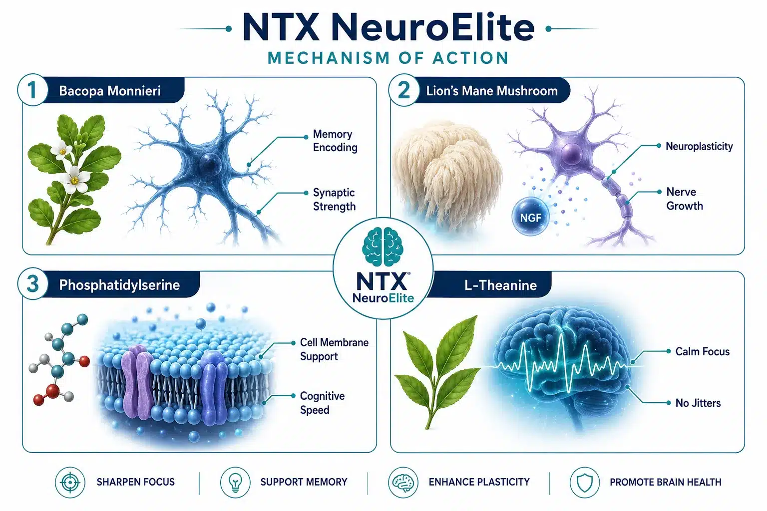 NTX NeuroElite 2 What Is NTX NeuroElite and How Does It Work?