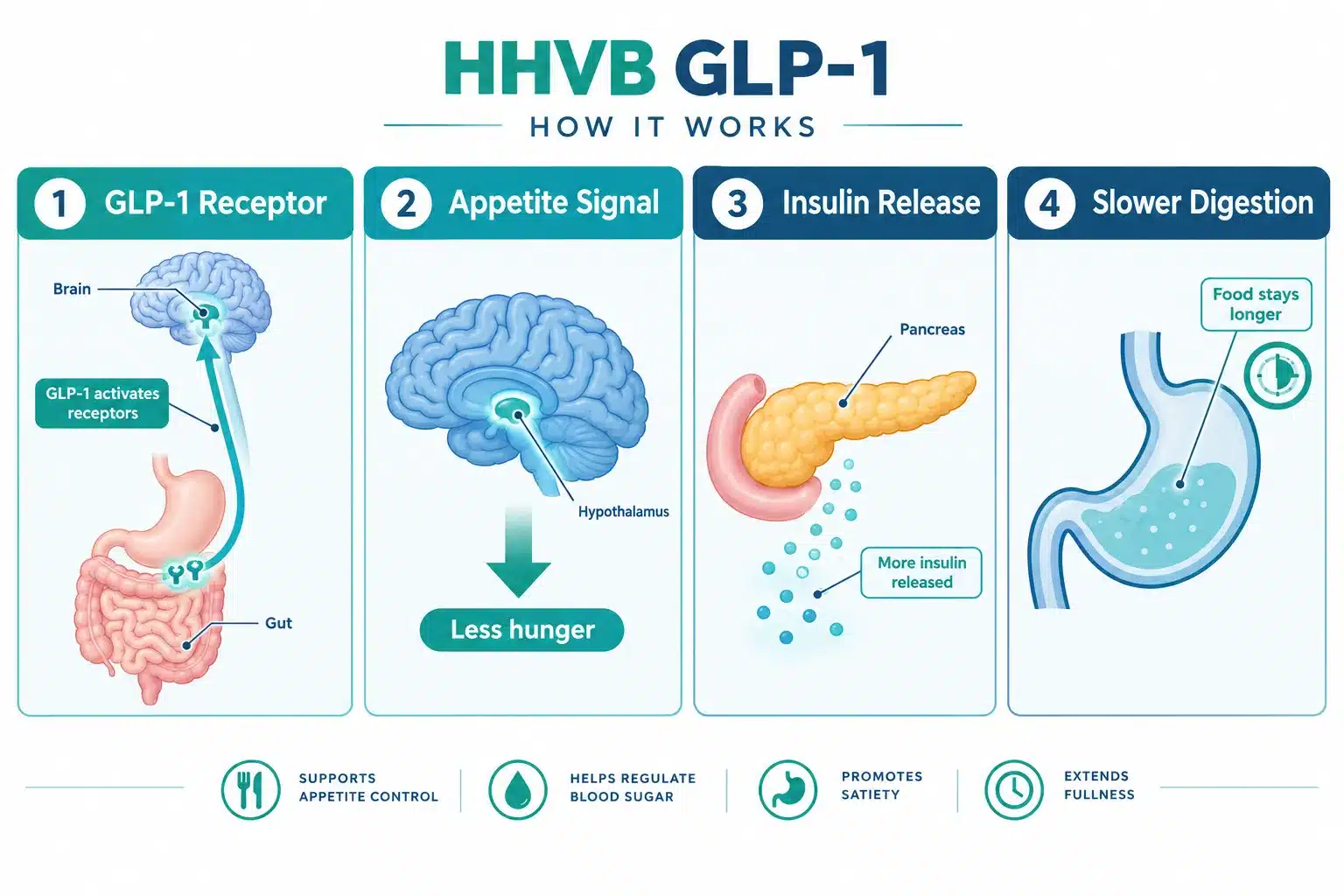 hhvb glp 1 reviews 2 How Does HHVB GLP-1 Work?
