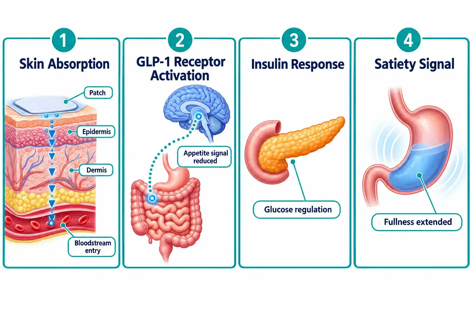 glp 1 patches reviews 2 What Is a GLP-1 Patch and How Does It Work