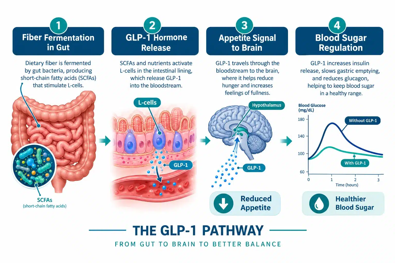 colonbroom glp 1 booster reviews 2 What Is ColonBroom GLP-1 Booster and How Does It Work?