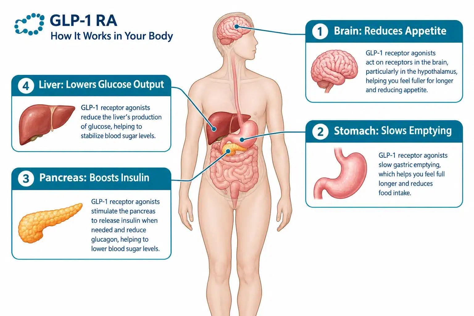 glp 1 for 10 pound weight loss 2 What Is GLP-1 and How Does It Work for Weight Loss