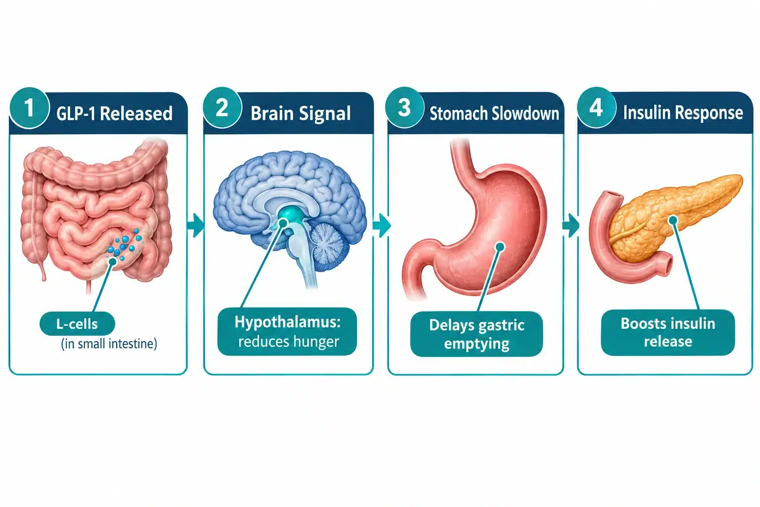 how long does glp 1 take to work 2 What Is GLP-1 and How Does It Work in Your Body