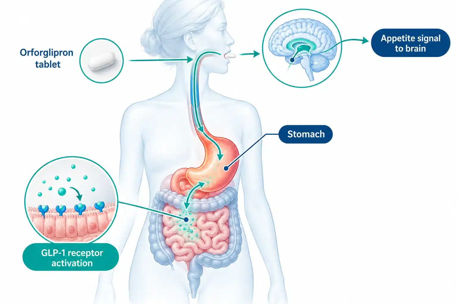 foundayo reviews 3 Foundayo Coverage and Efficacy Comparison