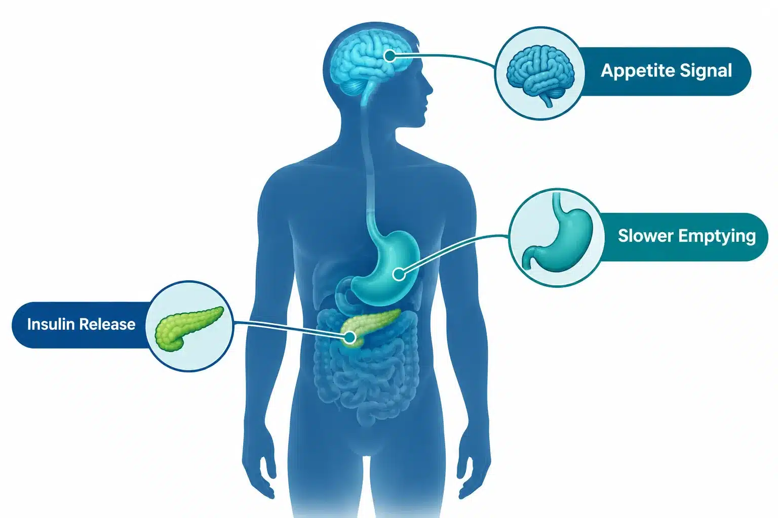 What Is Liraglutide? Uses, Brands & How It Works 2 How does liraglutide work in your body