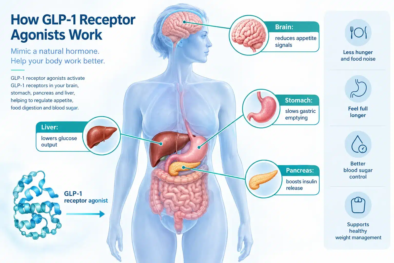 noom glp 1 cost 3 How Does Noom GLP-1 Weight Loss Medication Work?