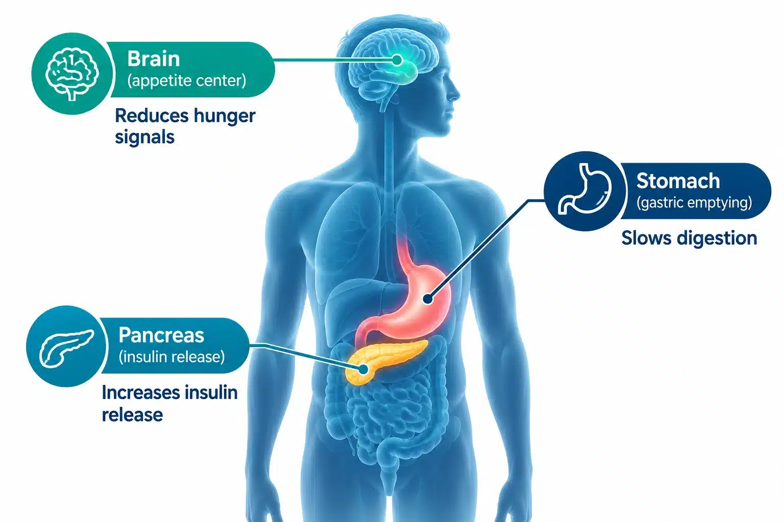 What is semaglutide? Uses, How It Works, Benefits & Risks 2 How does semaglutide work in your body
