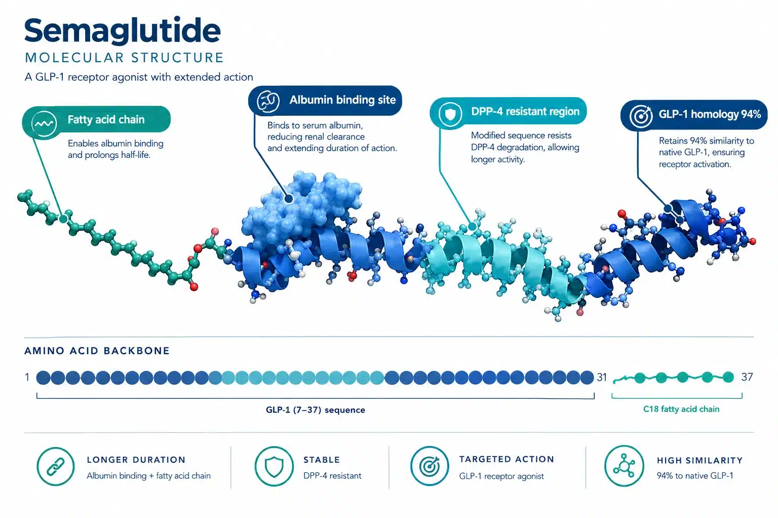 Is Ozempic a Peptide? How Semaglutide Works 2 How Does Semaglutide Work in Your Body?