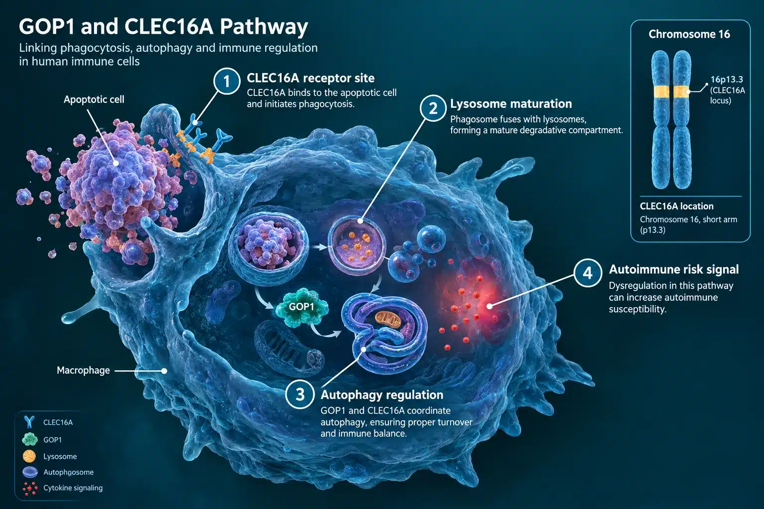 gop1 3 How Does the GOP1 Gene (CLEC16A) Actually Work?