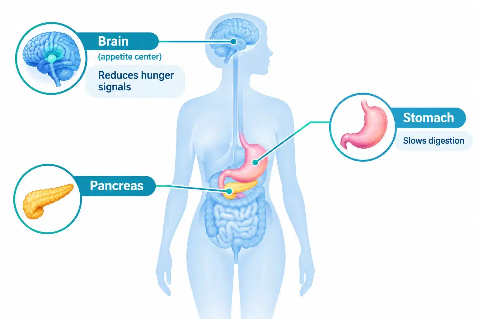 What is wegovy? Uses, How It Works, Benefits & Risks 2 How Does Wegovy Actually Work in Your Body