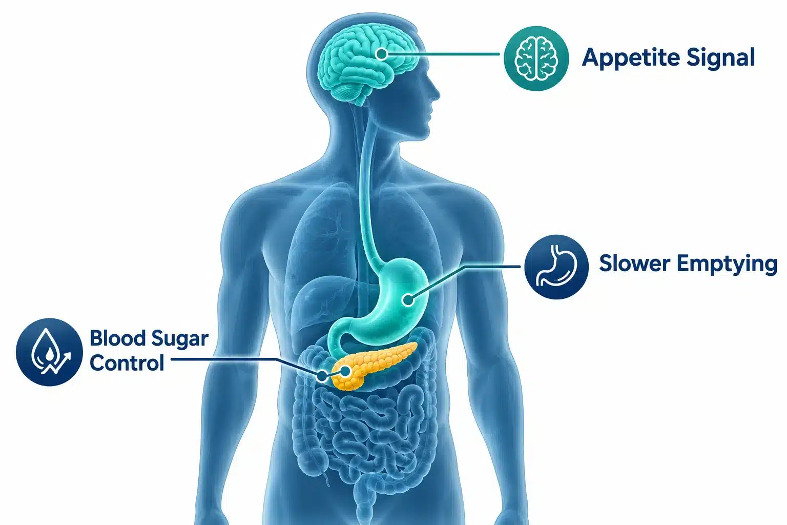 What Does Wegovy Do? How It Helps You Lose Weight 2 How Does Wegovy Actually Work to Help You Lose Weight