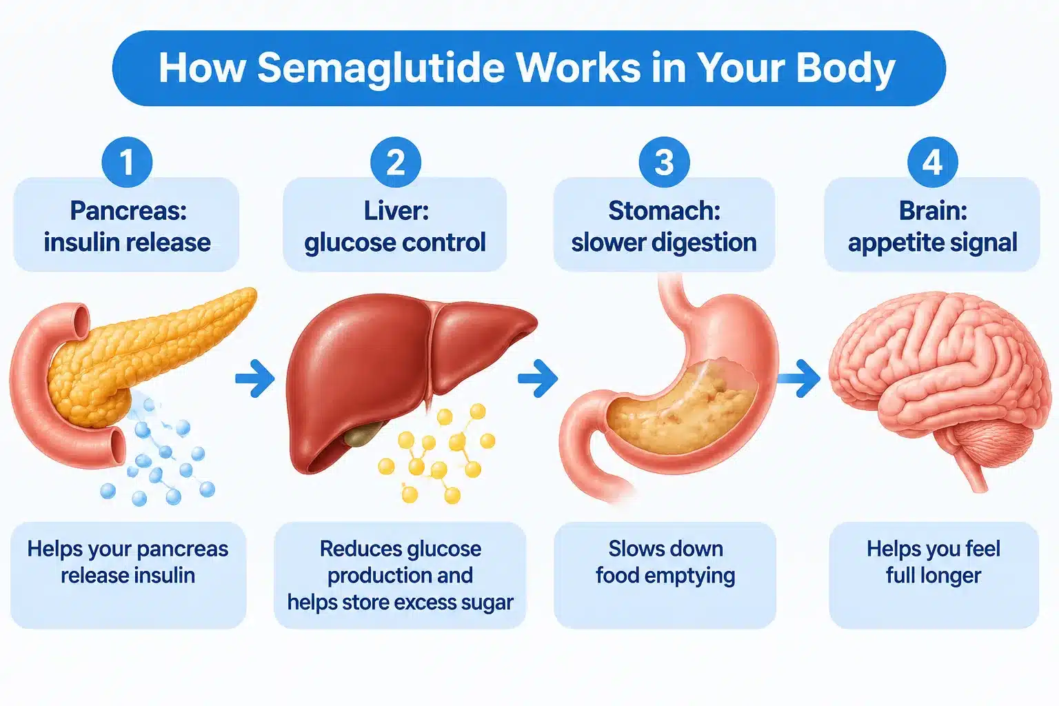Is Ozempic a Peptide? How Semaglutide Works 3 How Long Before You See Results From Ozempic?