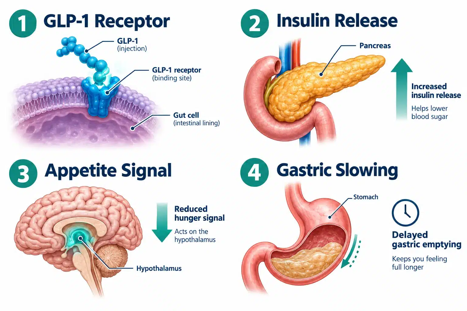glp 1 injections online 2 What Are GLP-1 Injections and How Do They Work