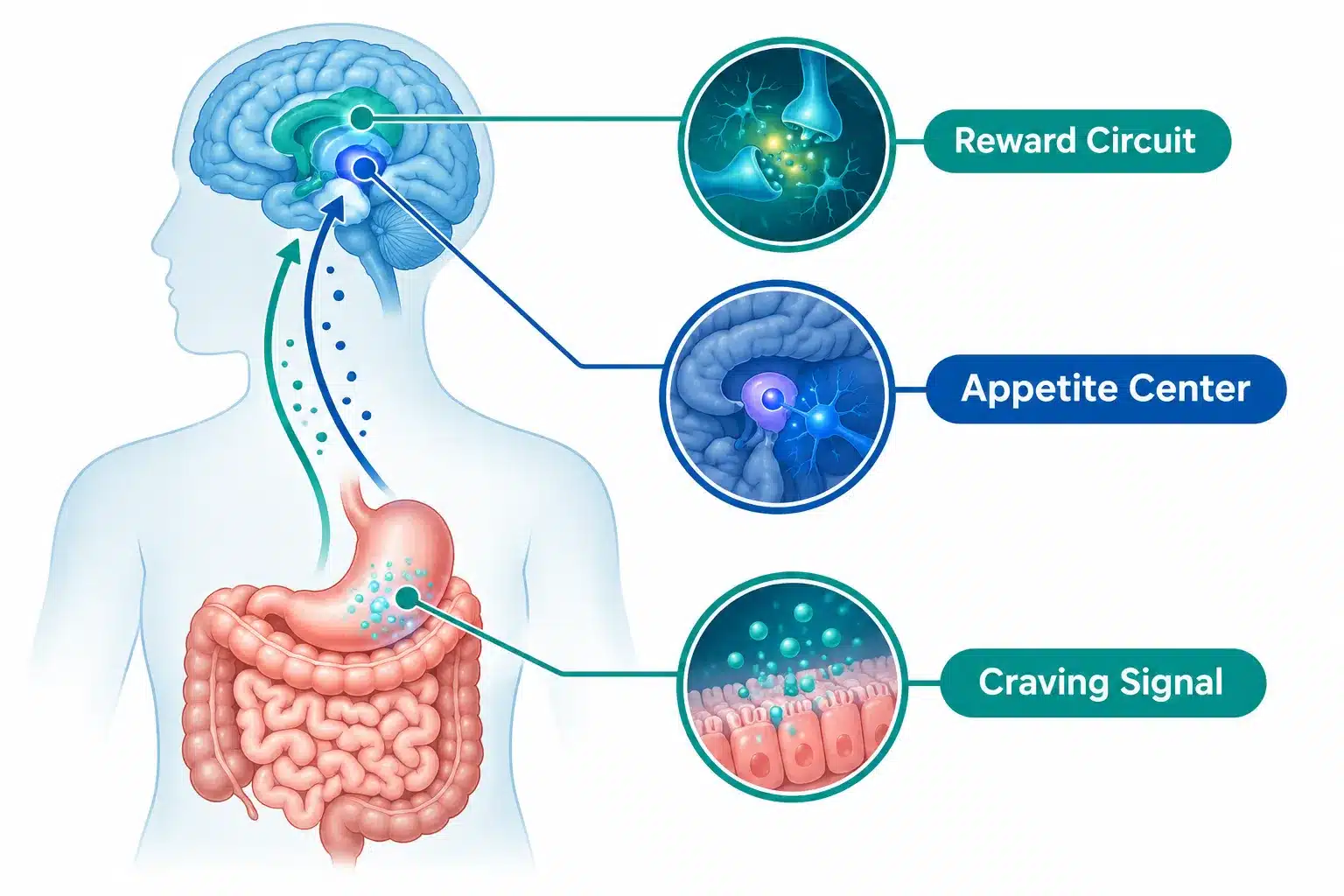 Wegovy for Alcohol Use Disorder: What the Research Shows 2 What Does Wegovy Actually Do for Alcohol Cravings