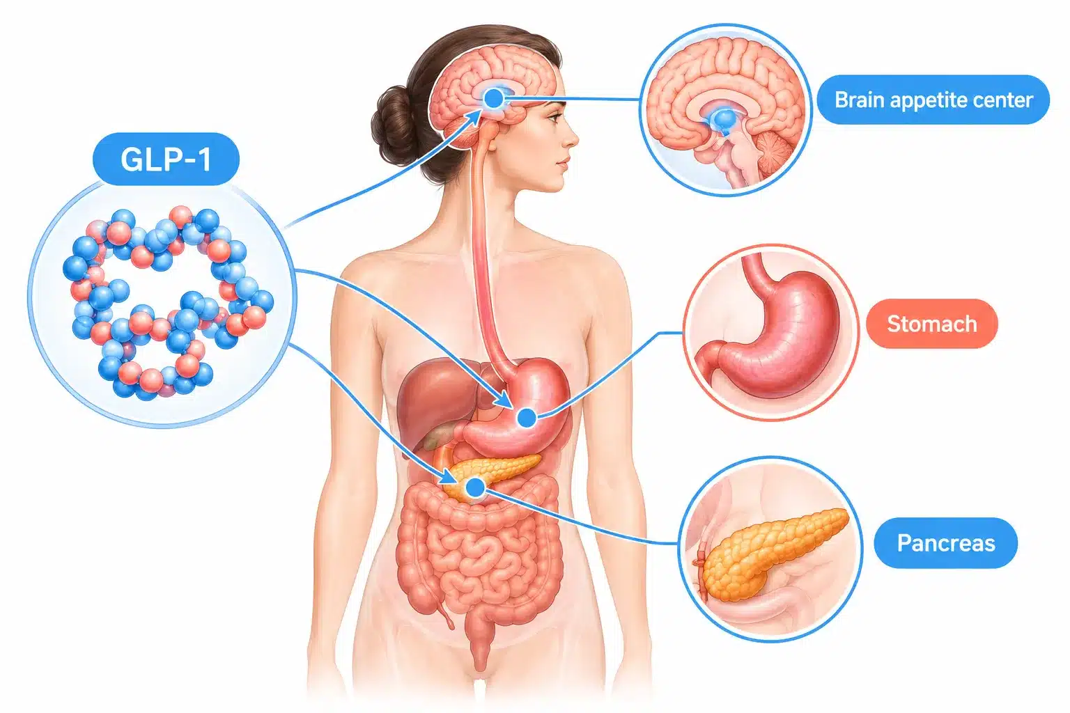 Mochi Peptides: What They Offer and Whether They Work 2 What Exactly Are Mochi Peptides and How Do They Work