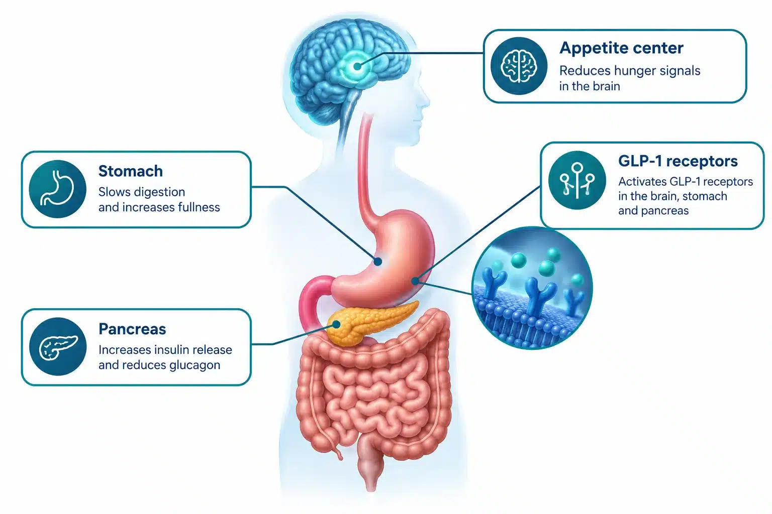 Oral GLP-1: Effectiveness, Cost, Side Effects & What to Know 1 What Exactly Is Oral GLP-1 and How Does It Work