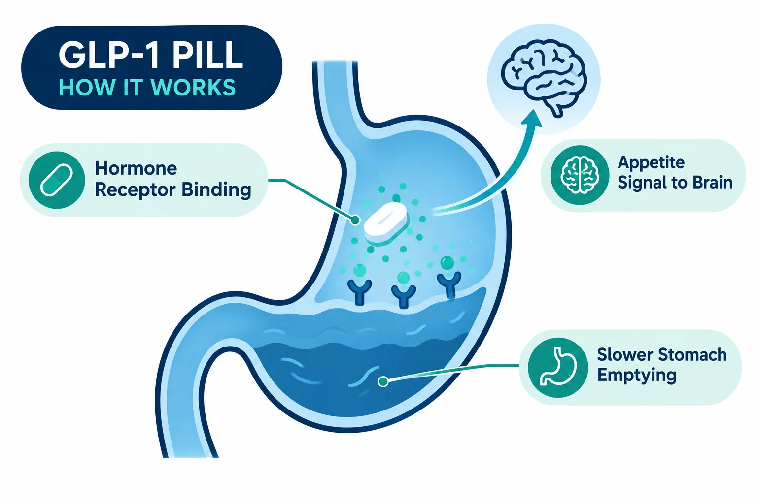 GLP-1 pill: Effectiveness, Cost, Side Effects & What to Know 2 What is a GLP-1 pill and how does it work