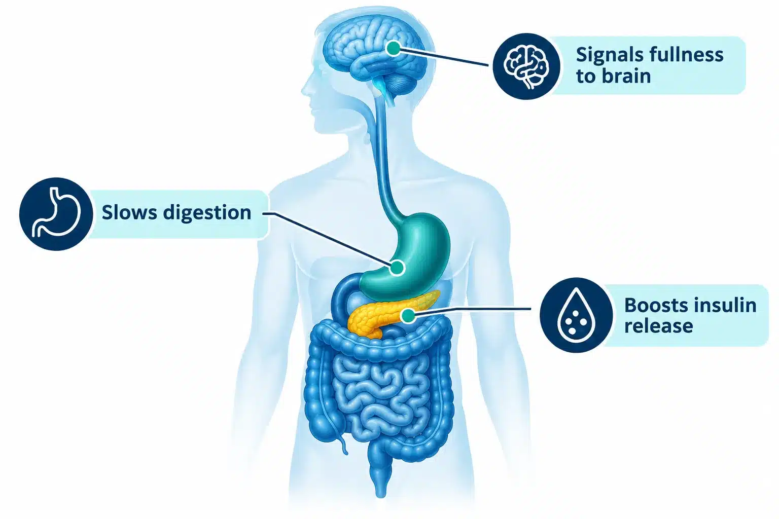 GLP-1 medication: Uses, Costs, Benefits & Important Safety Information 2 What Is GLP-1 and How Does It Actually Work