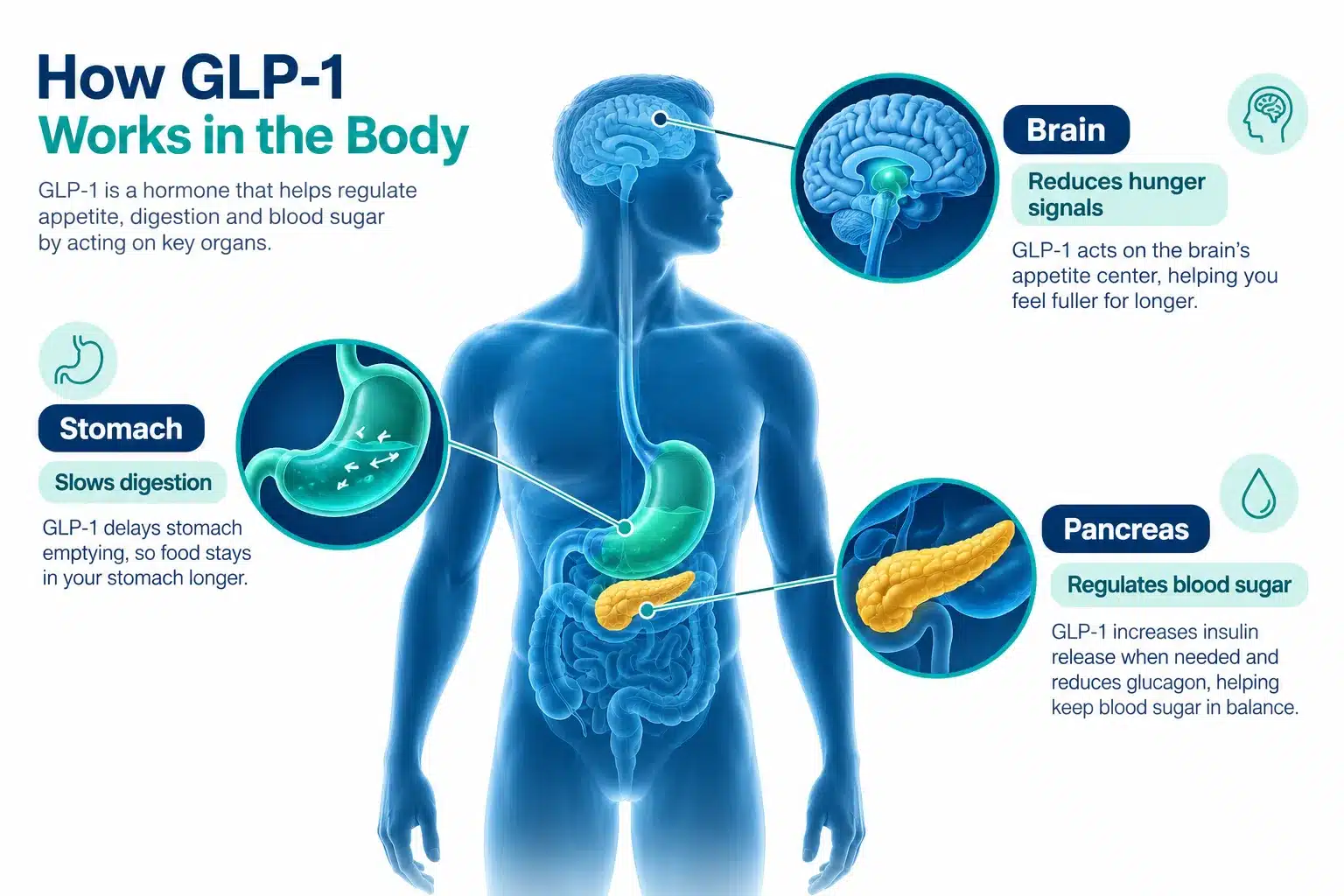 WeightWatchers Clinic GLP-1 reviews: Is It Worth the Cost? Plans, Results & What to Know 2 What Is GLP-1 and How Does It Help With Weight Loss
