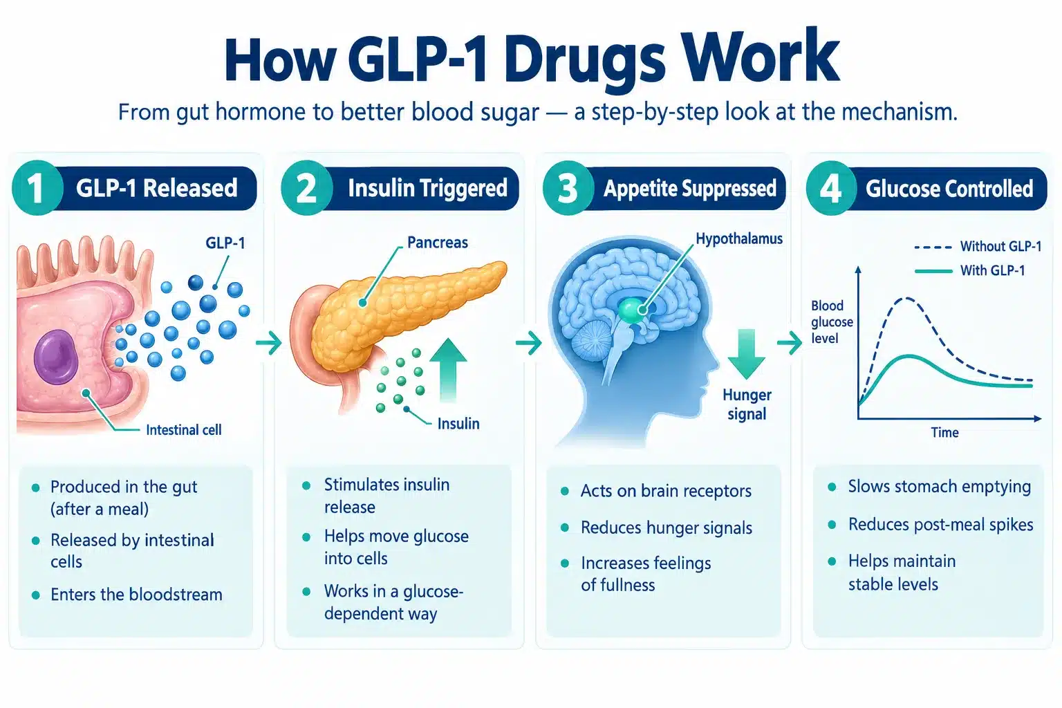 buy glp 1 online 2 What Is GLP-1 and How Does It Work?