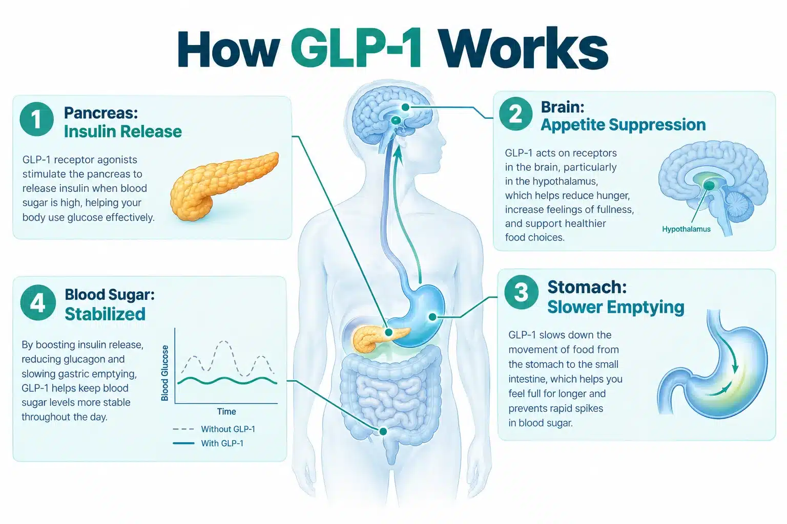 can you take glp 1 while pregnant 2 What Is GLP-1 and How Does It Work?