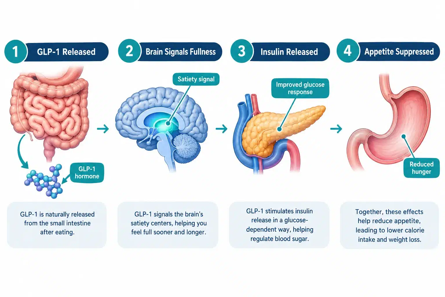 glp 1 weight loss medication online 2 What Is GLP-1 and How Does It Work for Weight Loss