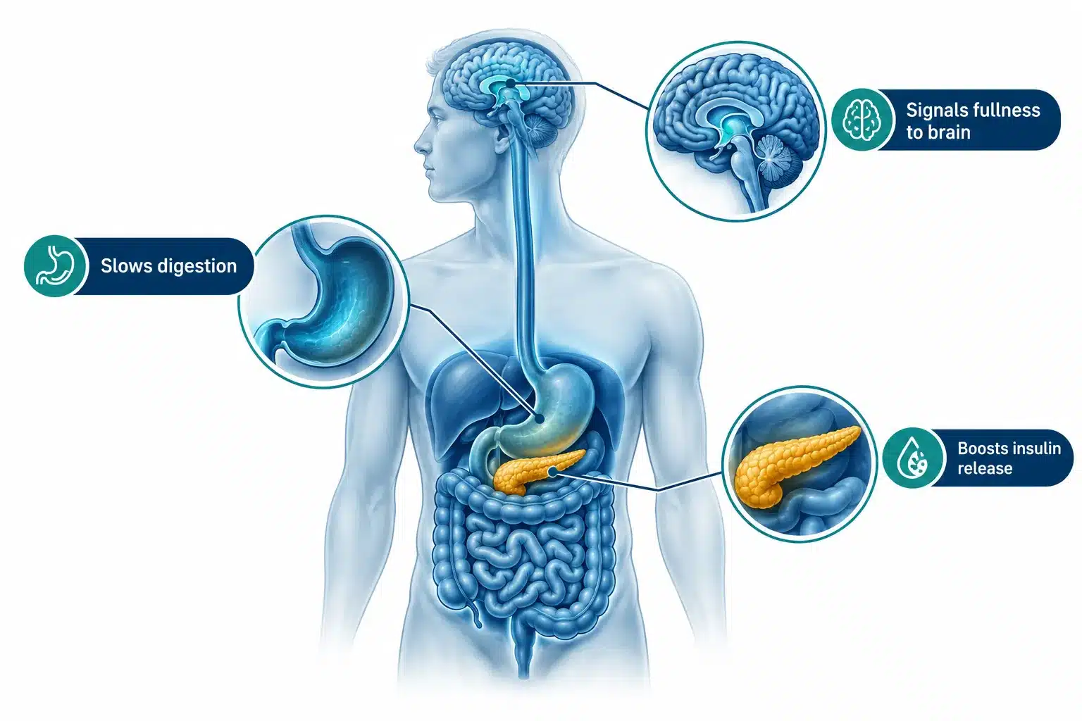 GLP-1 medication: Uses, Costs, Benefits & Important Safety Information 2 What Is GLP-1 Medication and How Does It Actually Work