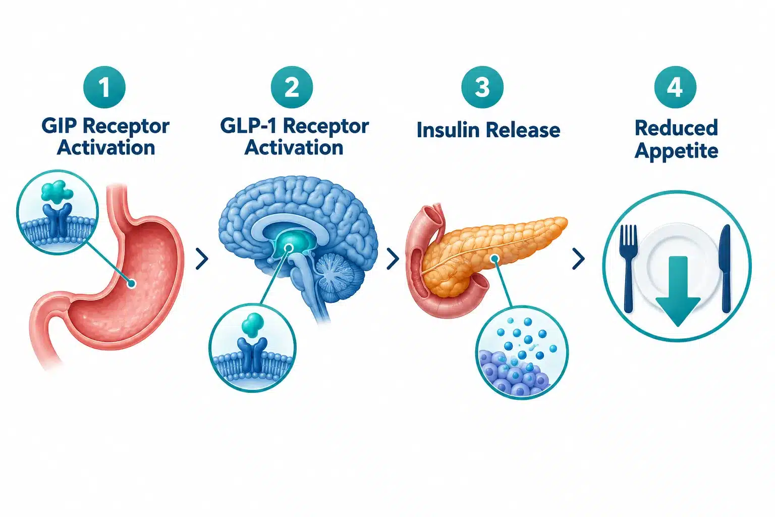 Medvi Tirzepatide Reviews: Success Stories and Effectiveness 2 What Is Medvi Tirzepatide and How Does It Work