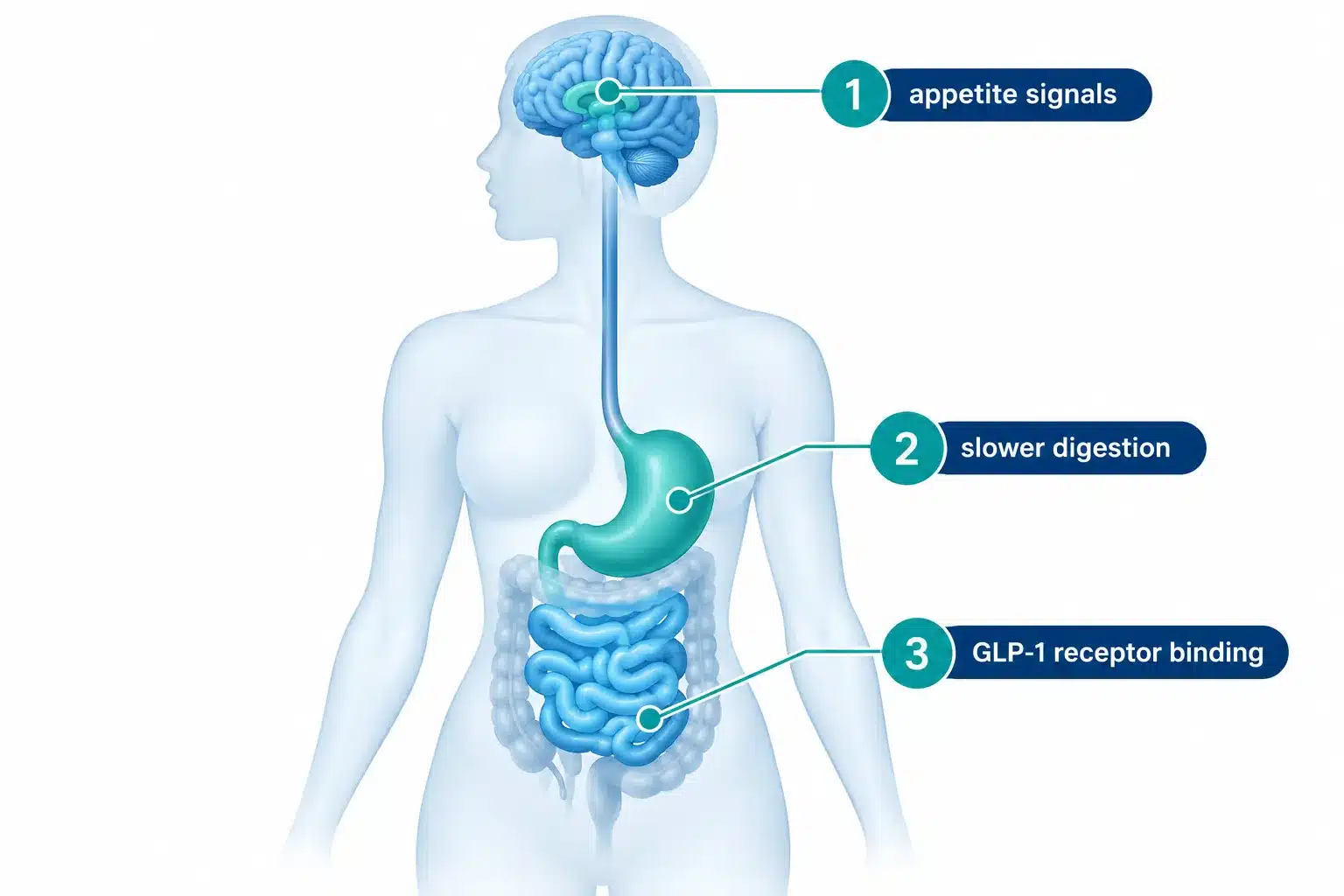 Wegovy Pill: How Oral Wegovy Works, Results, Dosing & Price 2 What Is Oral Wegovy and How Does It Work Differently Than the Injection