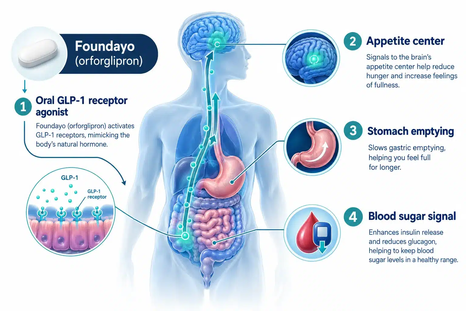 orforglipron brand name 2 What Is Orforglipron Used For