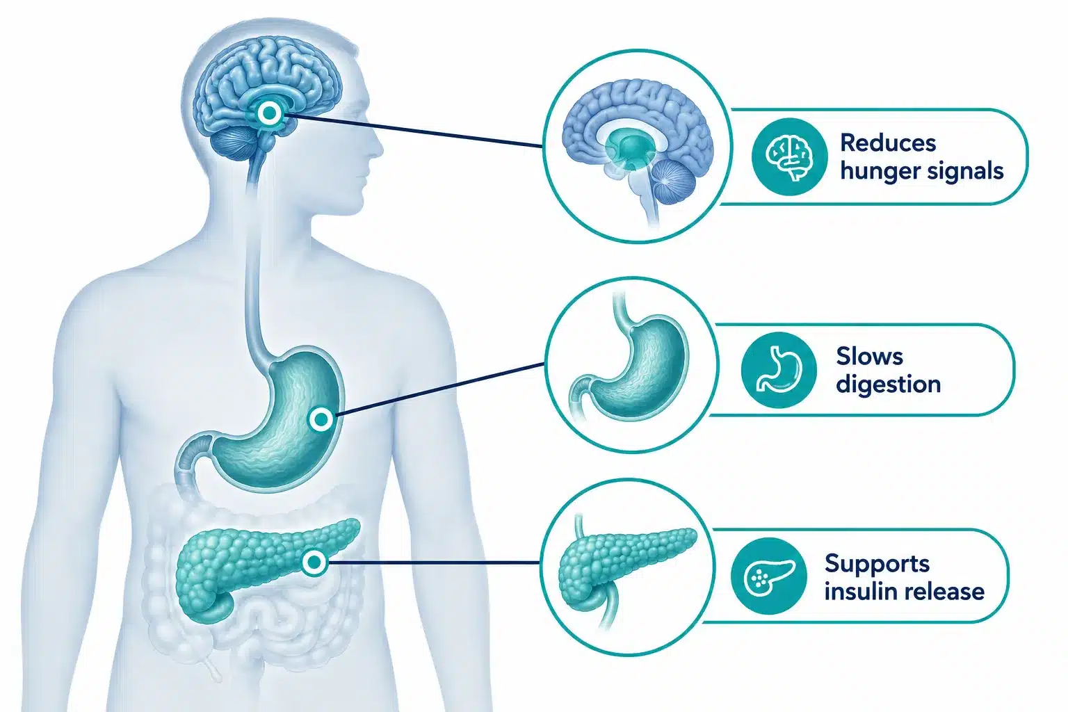 What Is Saxenda? How It Works, Who It's For & Results 2 What Is Saxenda and How Does It Work?