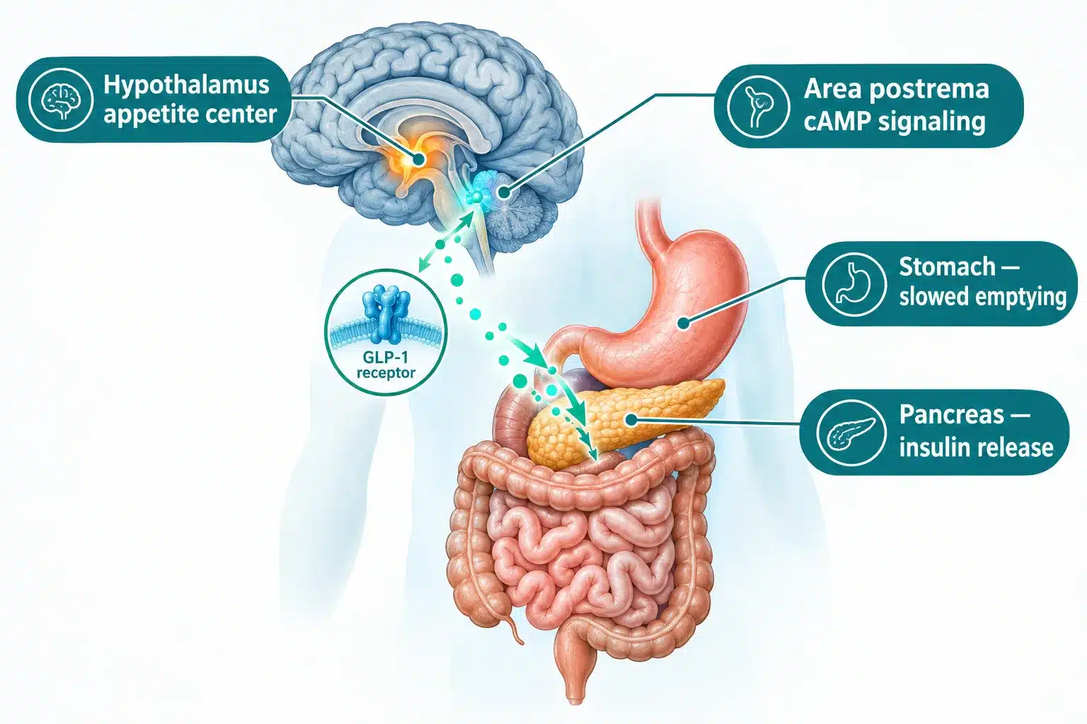 Semaglutide weight loss medication 2 What Is Semaglutide and How Does It Work for Weight Loss