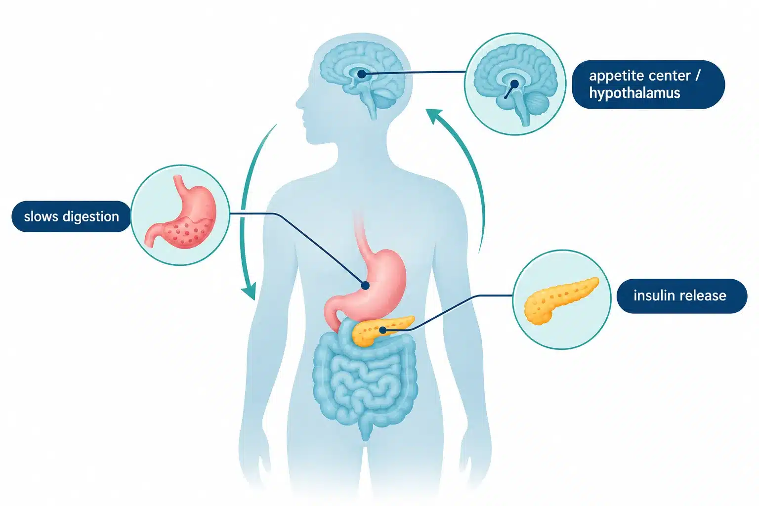 How Does Ozempic Help You Lose Weight? The Science Explained 2 What is semaglutide and how does it work in your body