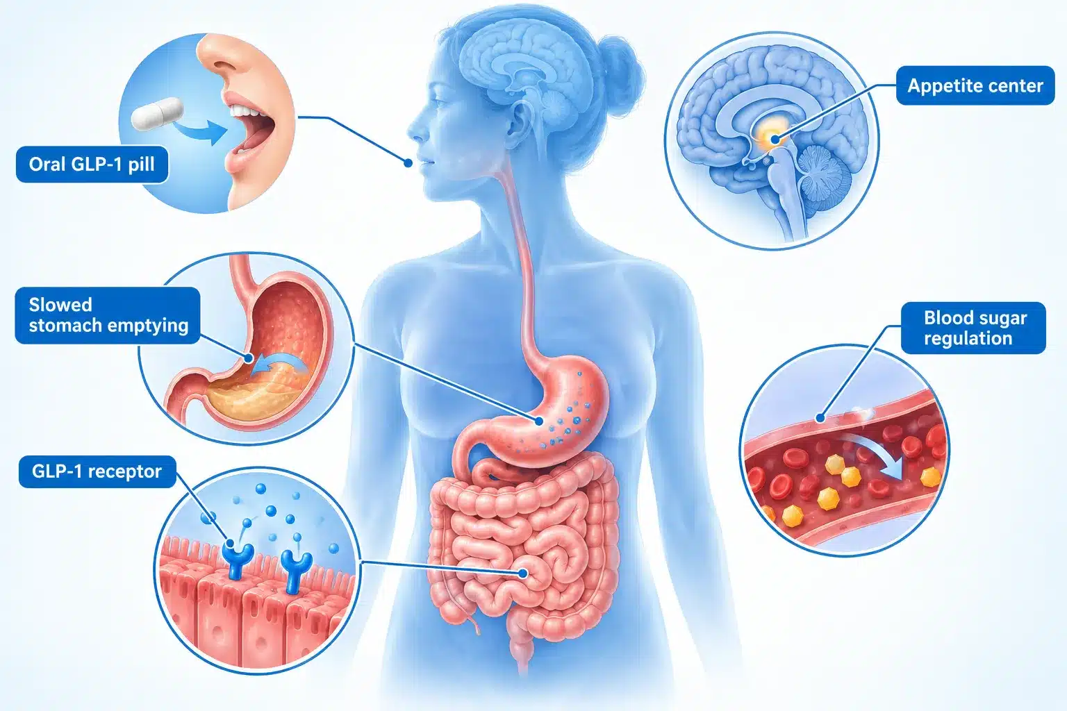 new glp 1 pill 2 What is the new GLP-1 pill and how does it work