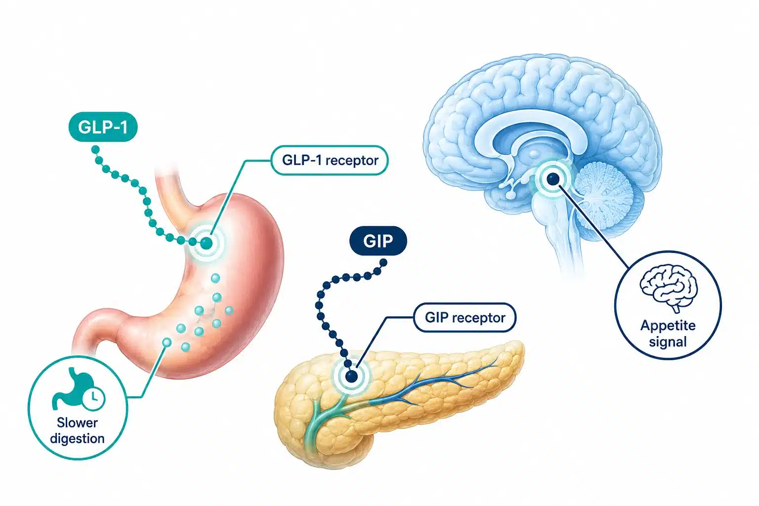 tirzepatide peptide 2 What is tirzepatide and how does it work