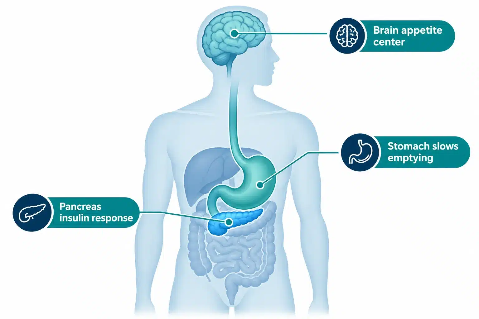 Wegovy Reviews: Real Weight Loss Experiences 2 What is Wegovy and how does it actually work