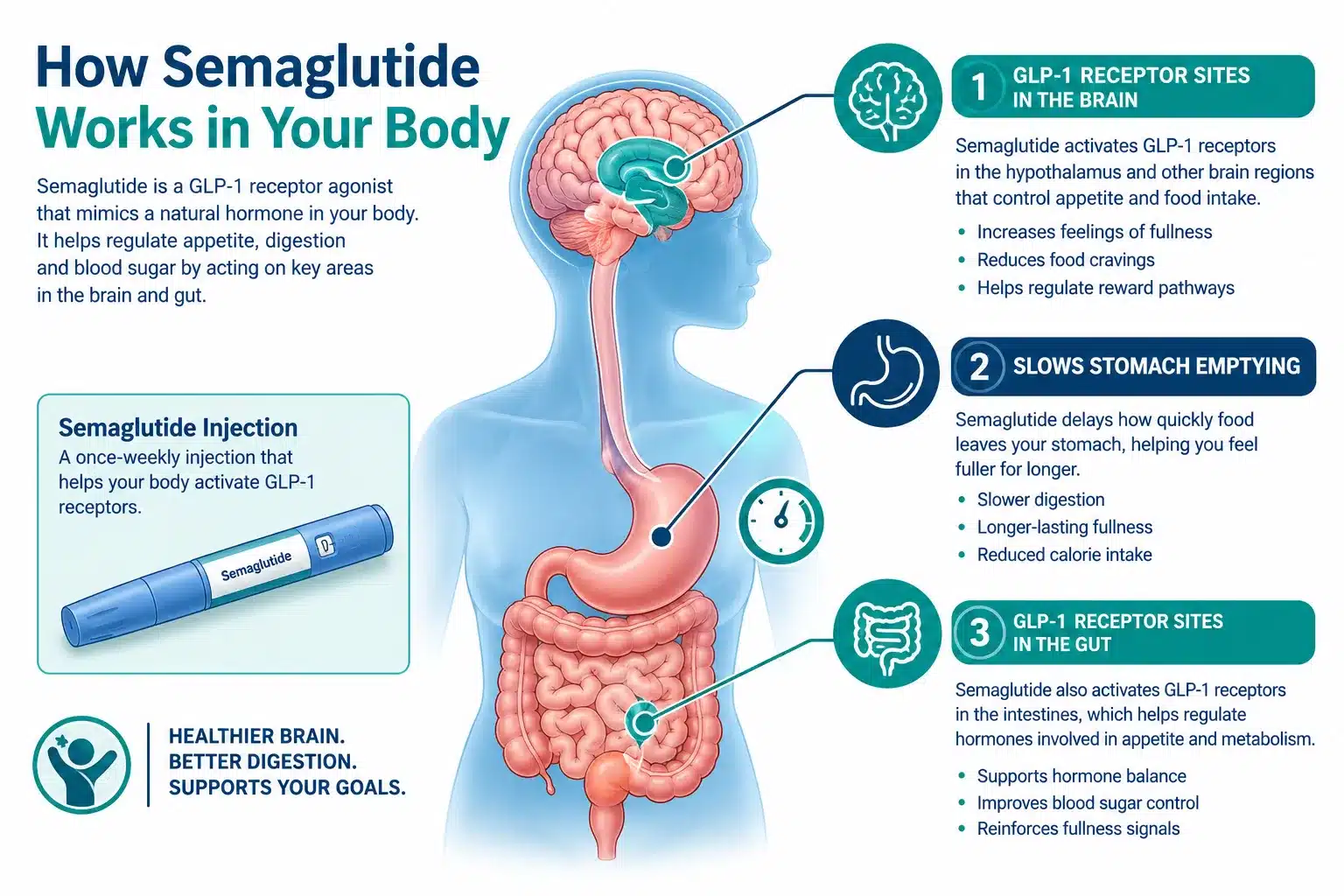 Wegovy for weight loss: Options, Effectiveness, Costs & Safety Considerations 2 What Is Wegovy and How Does It Actually Work