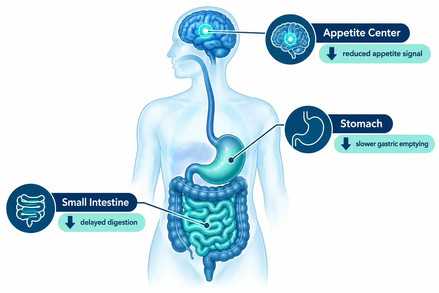 Wegovy Pill Side Effects: Common Side Effects, Risks & What to Expect 2 What Is Wegovy and How Does It Work for Weight Loss