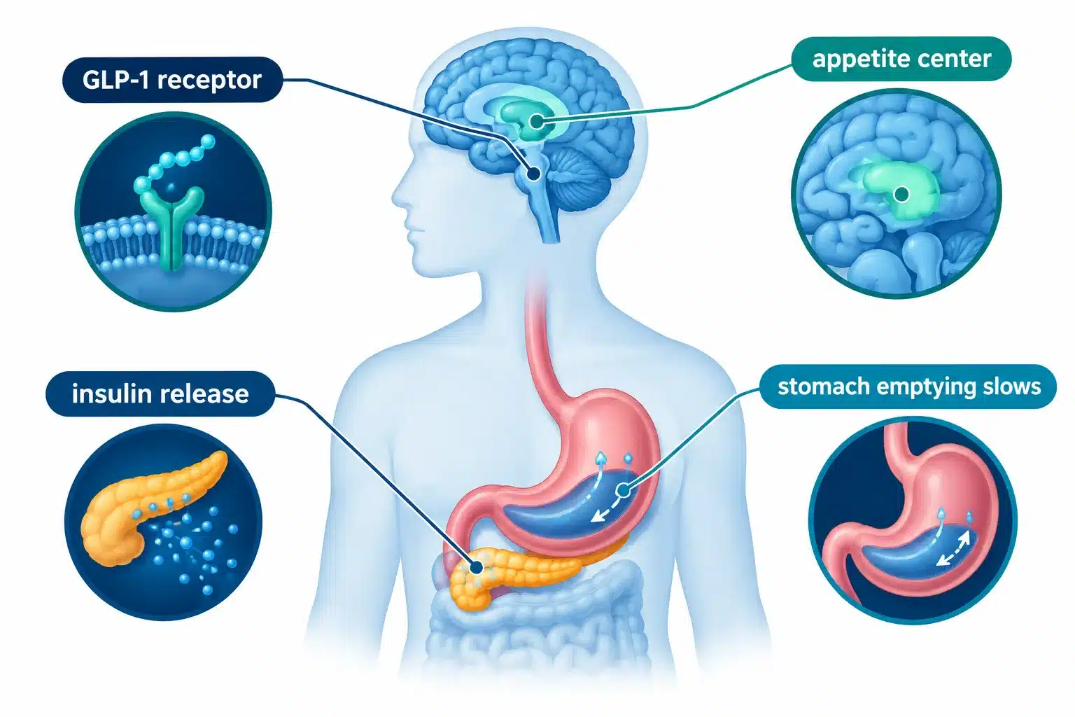 How does wegovy work? How It Works, Benefits & Important Facts 2 What Is Wegovy and How Does It Work in Your Body